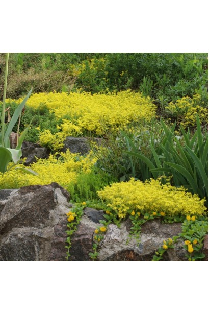 Sedum Yellow Queen в ландшафте